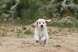 GOLDEN RETRIEVER 323